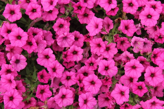 Supertunia Mini Vista Hot Pinkjpg